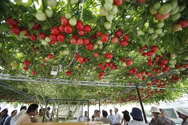 とまとの森 エコロジーテーマガーデン えこりん村 公式サイト