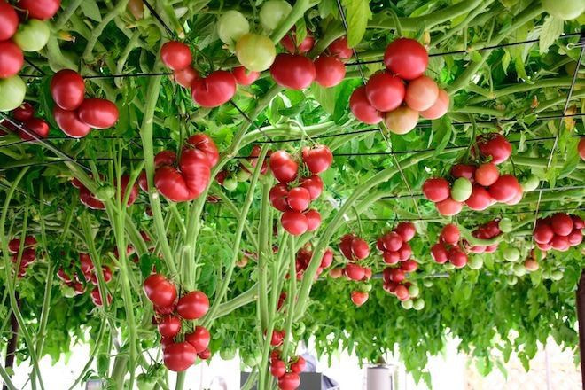 とまとの森 エコロジーテーマガーデン えこりん村 公式サイト