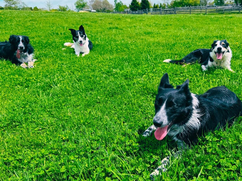 800600farmguidesheepdog1.jpg