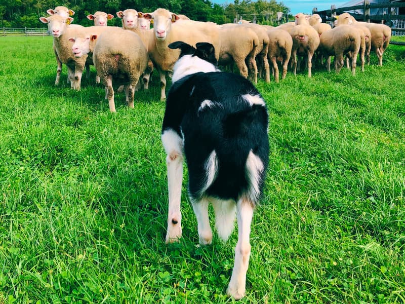 800600farmguidesheepdog6.jpg