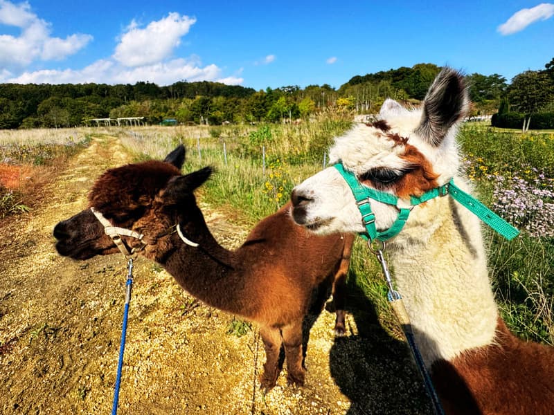 800600akinoalpacasanpo4.jpg