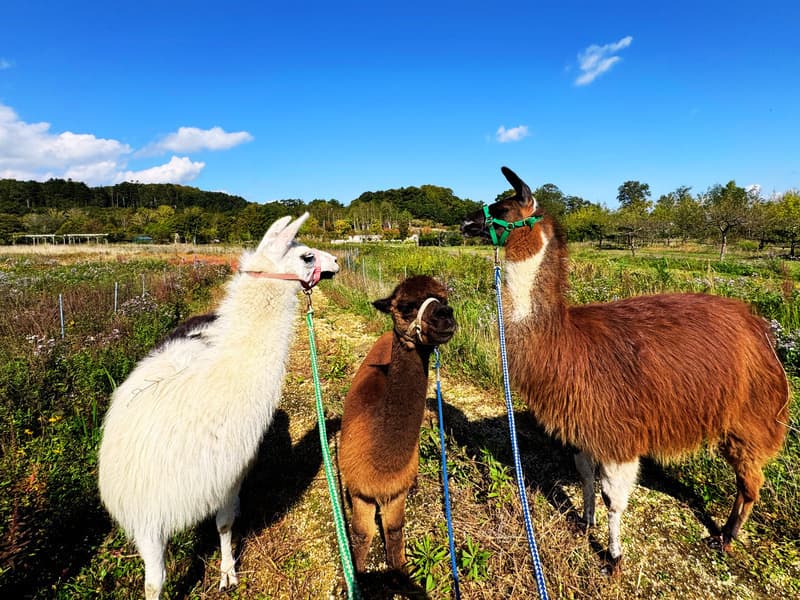 800600akinoalpacasanpo1.jpg