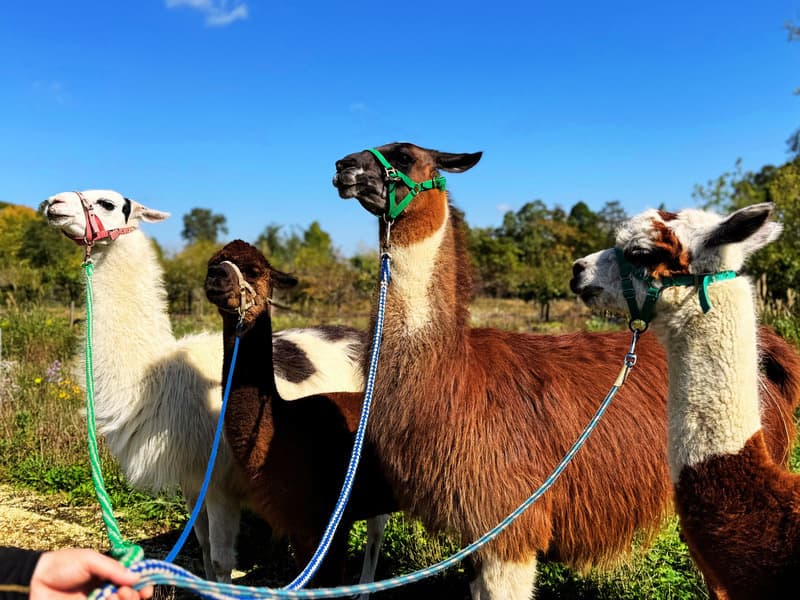 800600akinoalpacasanpo6.jpg