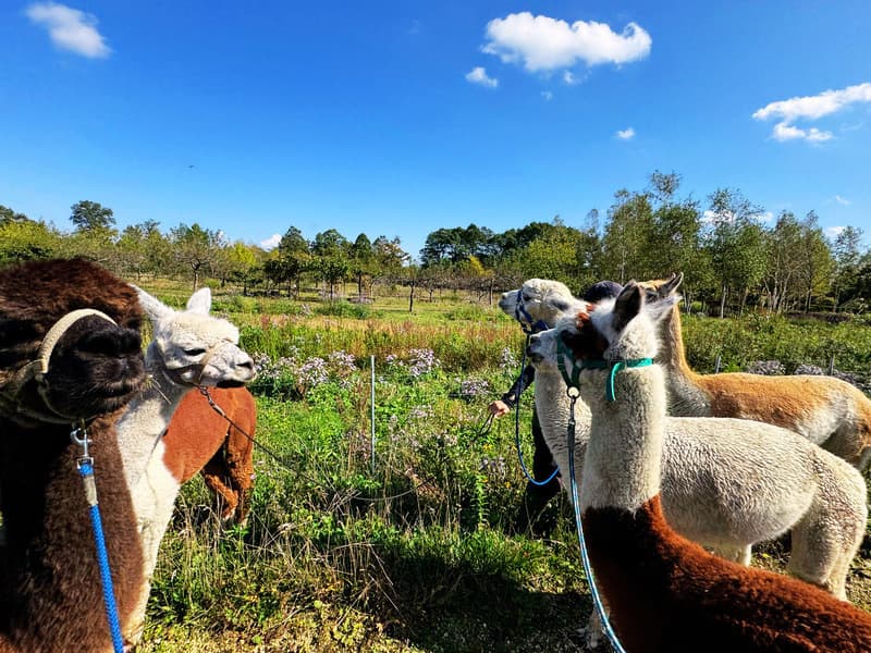 800600akinoalpacasanpo3.jpg