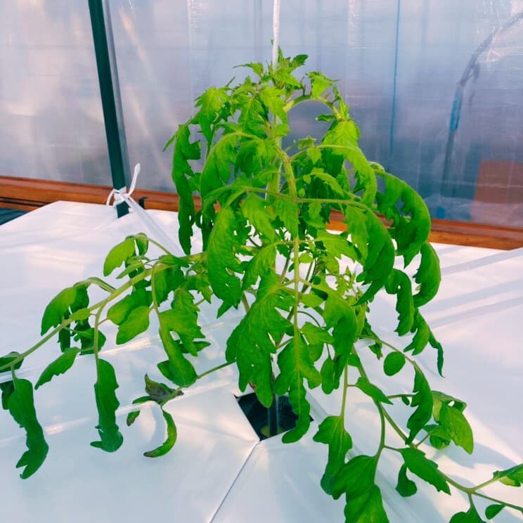 2025010503tomato.jpg