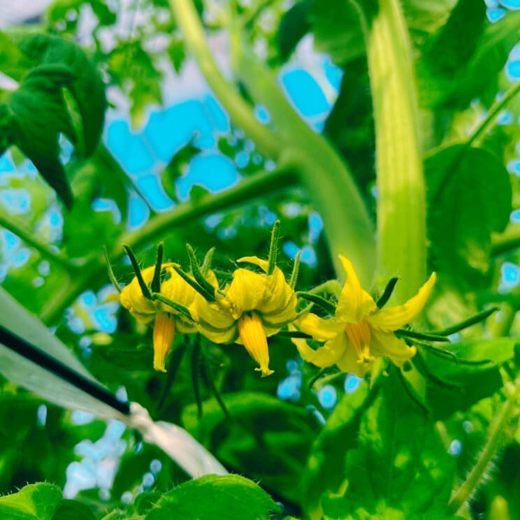 2025021302tomato.jpg