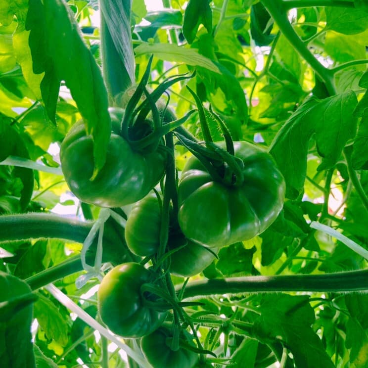 2025021301tomato.jpg