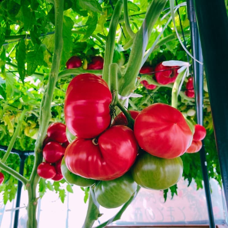 2025040501tomato.jpg