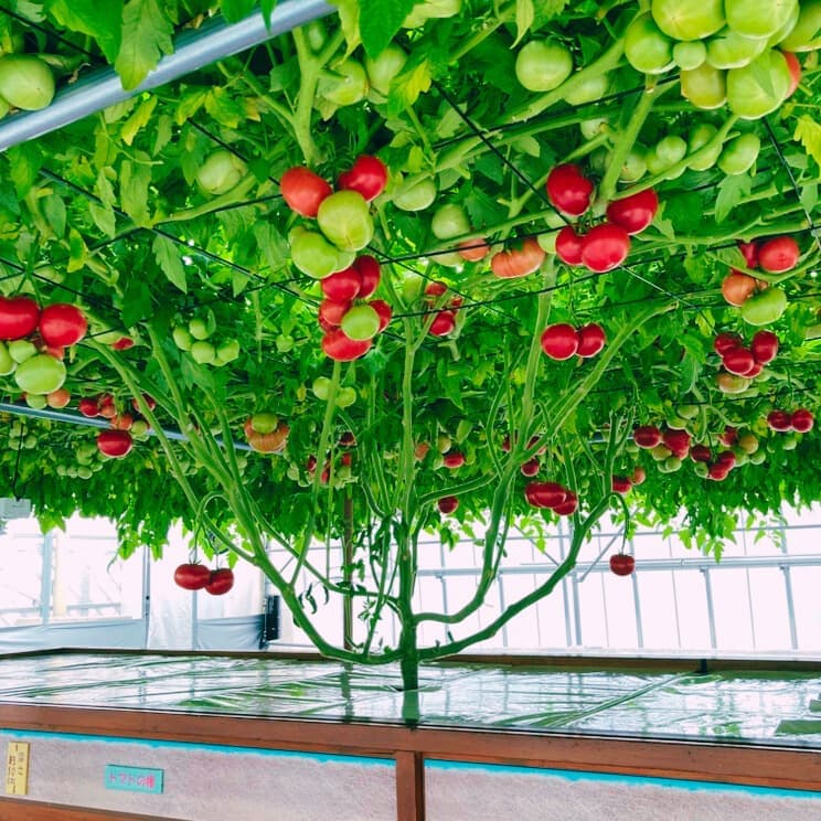 2025042601tomato.jpg