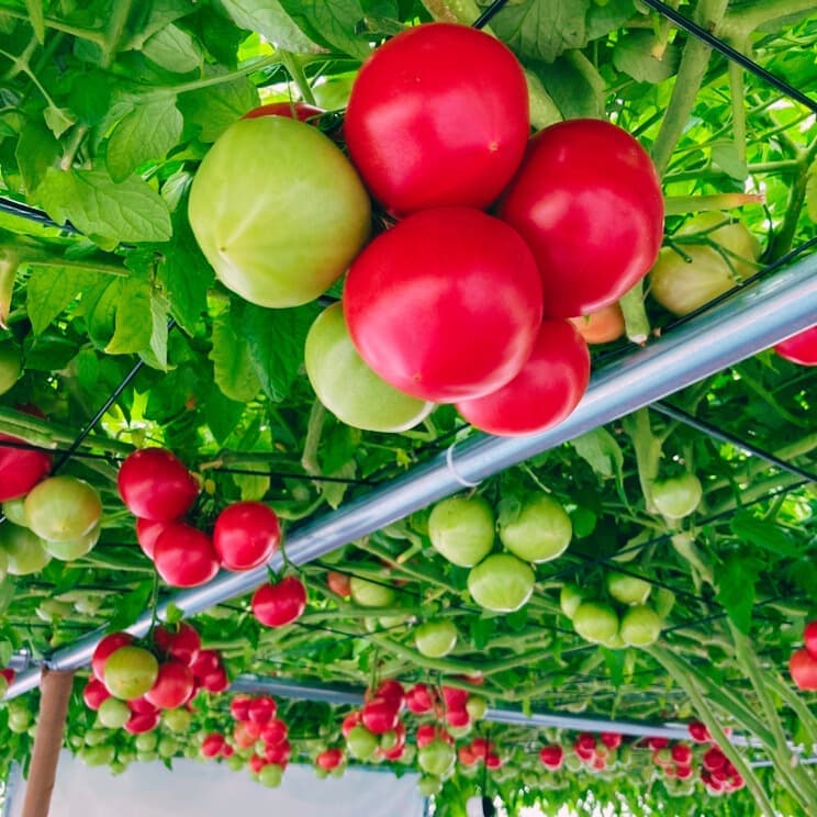 2025051501tomato.jpg