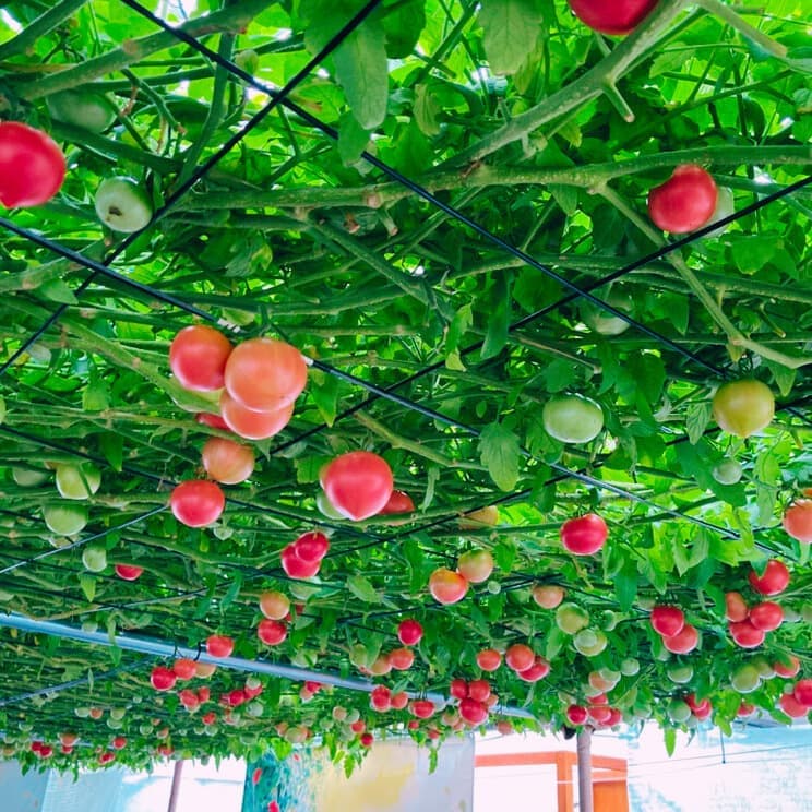 2025090203tomato.jpg
