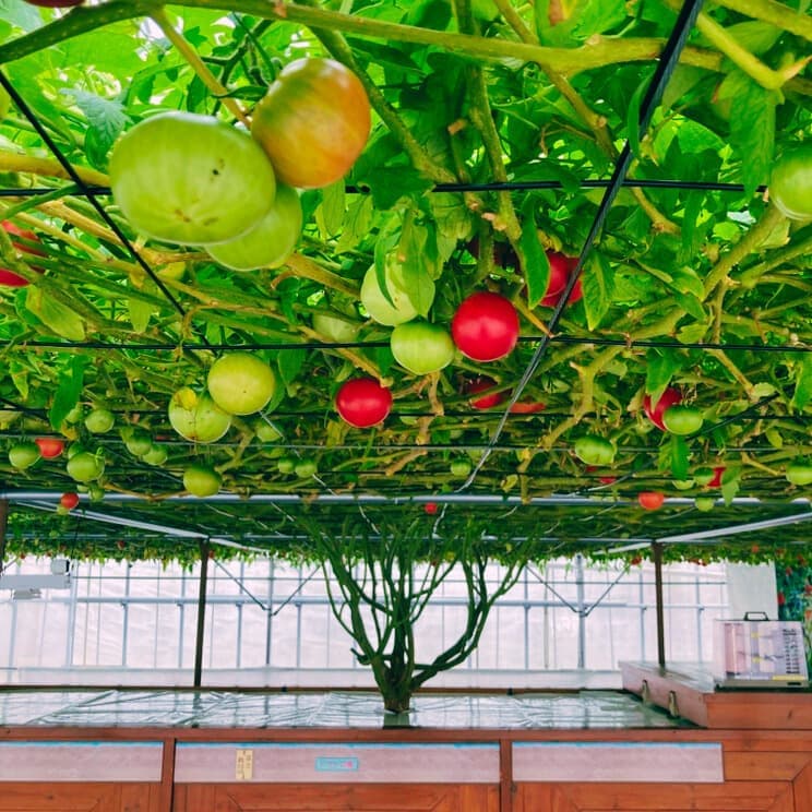 2025102302tomato.jpg